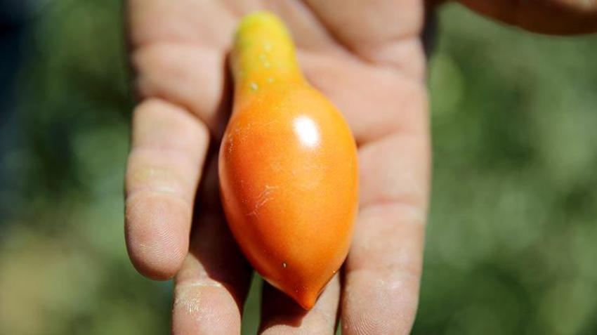 Karabüklü vatandaş, akrabalarını kanserden kaybedince her şeyi bırakıp kaçtı!