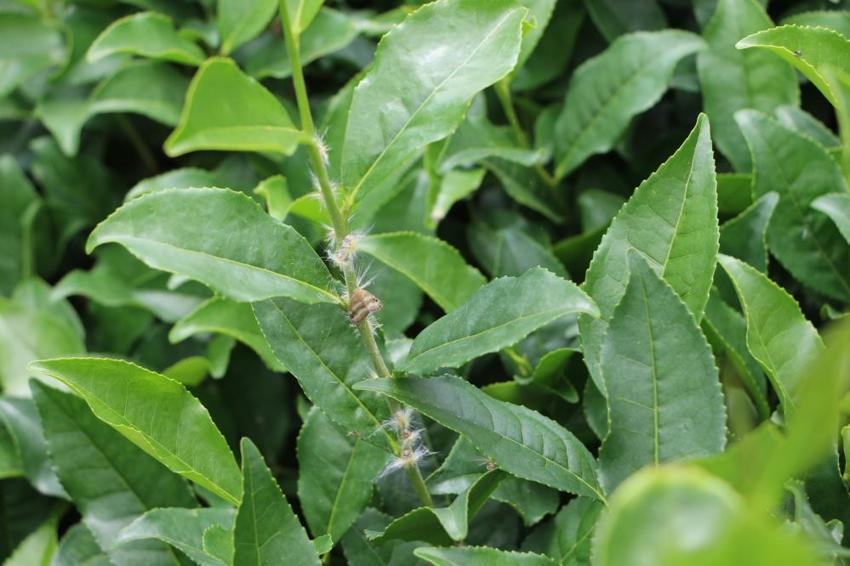 Karadeniz'in kabusu geri döndü! Sıcaklarla birlikte ortaya çıktı, bölgede ne çay kaldı ne de meyve