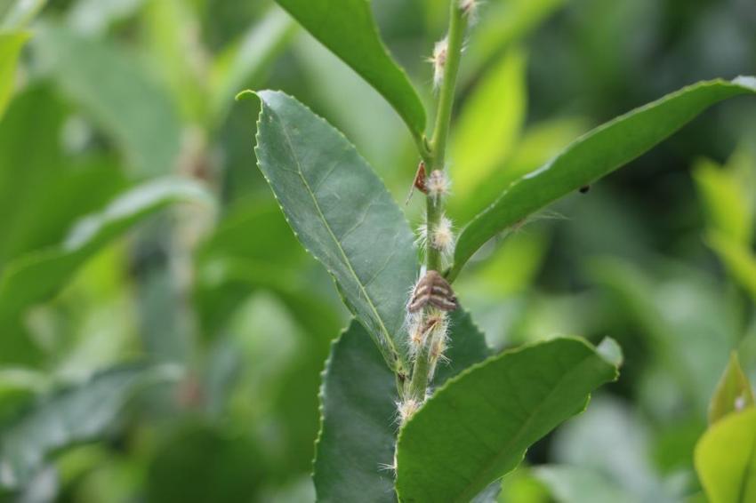 Karadeniz'in kabusu geri döndü! Sıcaklarla birlikte ortaya çıktı, bölgede ne çay kaldı ne de meyve