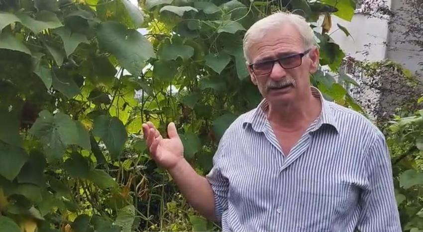 Karadeniz'in kabusu geri döndü! Sıcaklarla birlikte ortaya çıktı, bölgede ne çay kaldı ne de meyve