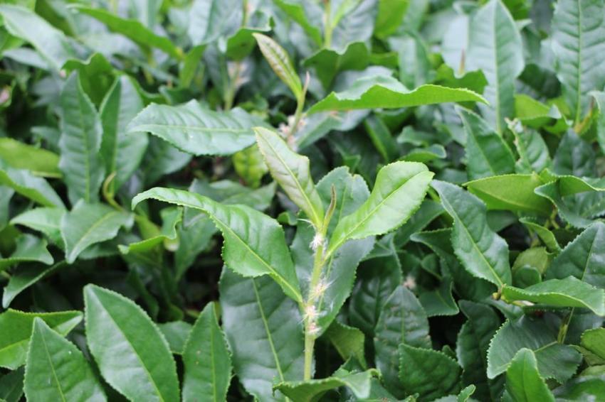 Karadeniz'in kabusu geri döndü! Sıcaklarla birlikte ortaya çıktı, bölgede ne çay kaldı ne de meyve