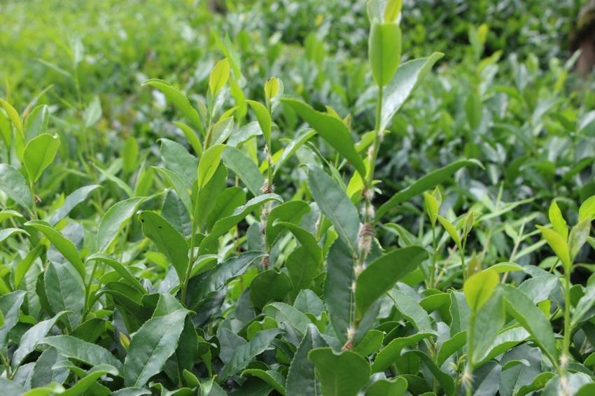 Karadeniz'in kabusu geri döndü! Sıcaklarla birlikte ortaya çıktı, bölgede ne çay kaldı ne de meyve