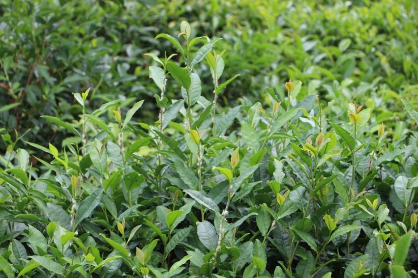 Karadeniz'in kabusu geri döndü! Sıcaklarla birlikte ortaya çıktı, bölgede ne çay kaldı ne de meyve