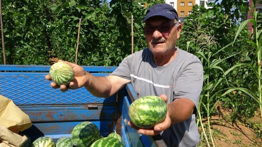 Trabzon'da 15 yıl önce üretimine başlanan ürünün bereketi kaçtı! Her yıl tonlarca toplanıyordu