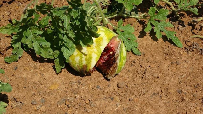 Trabzon'da 15 yıl önce üretimine başlanan ürünün bereketi kaçtı! Her yıl tonlarca toplanıyordu