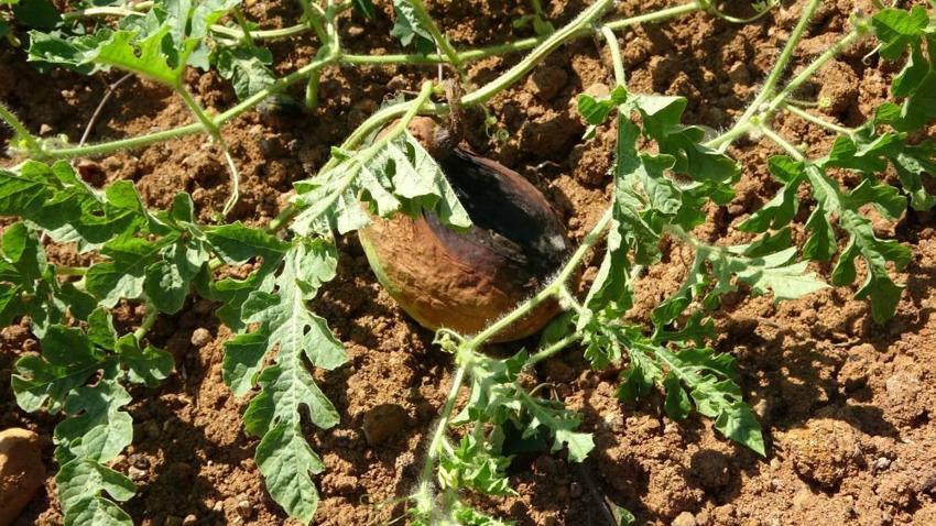Trabzon'da 15 yıl önce üretimine başlanan ürünün bereketi kaçtı! Her yıl tonlarca toplanıyordu