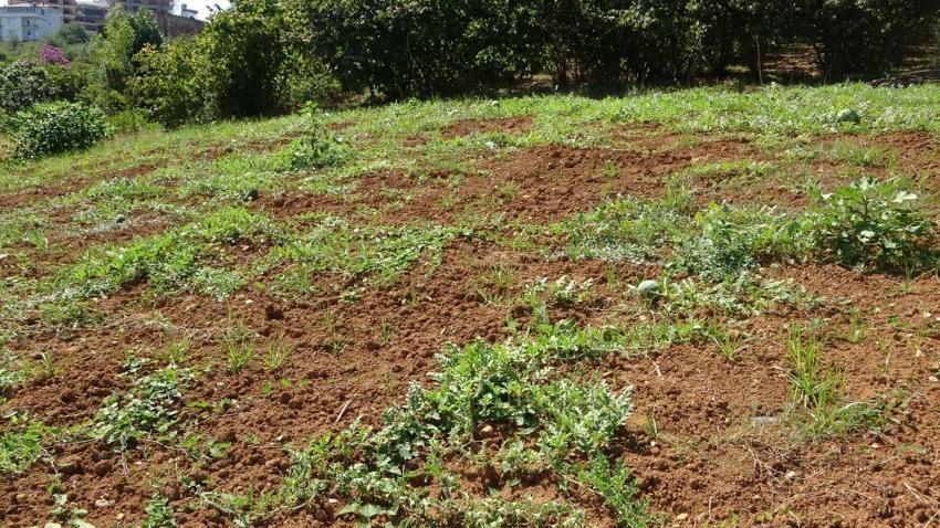 Trabzon'da 15 yıl önce üretimine başlanan ürünün bereketi kaçtı! Her yıl tonlarca toplanıyordu