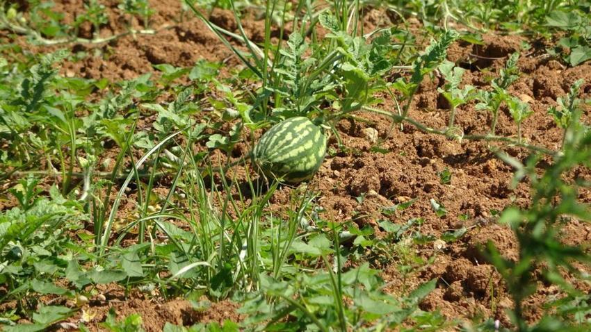 Trabzon'da 15 yıl önce üretimine başlanan ürünün bereketi kaçtı! Her yıl tonlarca toplanıyordu