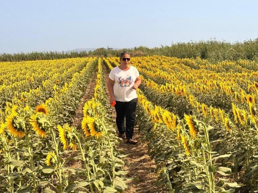 Aydın'da başladı: Üretici şaşırdı! Tarama tüm tarlalarda devam ediyor