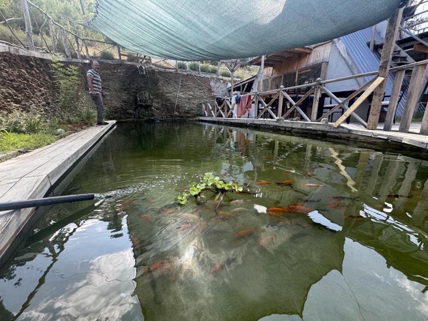Çocukluk hayalini gerçekleştirdi, yüzme havuzunu evde beslediği balıklarla doldurdu: 2ayda tam 20 cm uzadılar!