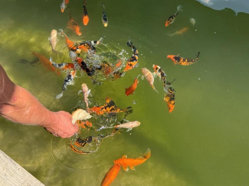 Çocukluk hayalini gerçekleştirdi, yüzme havuzunu evde beslediği balıklarla doldurdu: 2ayda tam 20 cm uzadılar!