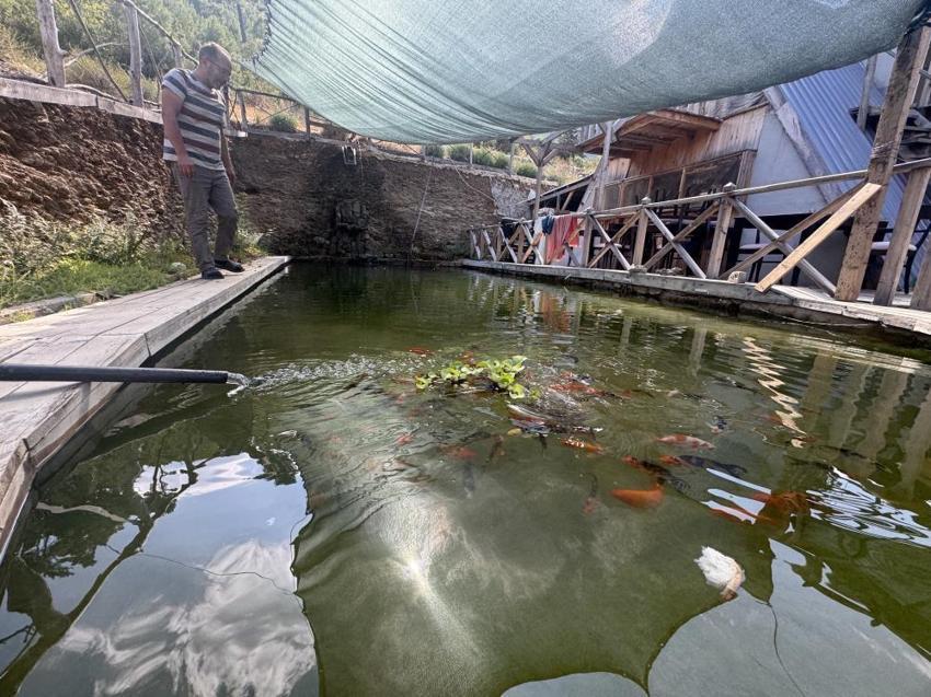 Çocukluk hayalini gerçekleştirdi, yüzme havuzunu evde beslediği balıklarla doldurdu: 2ayda tam 20 cm uzadılar!