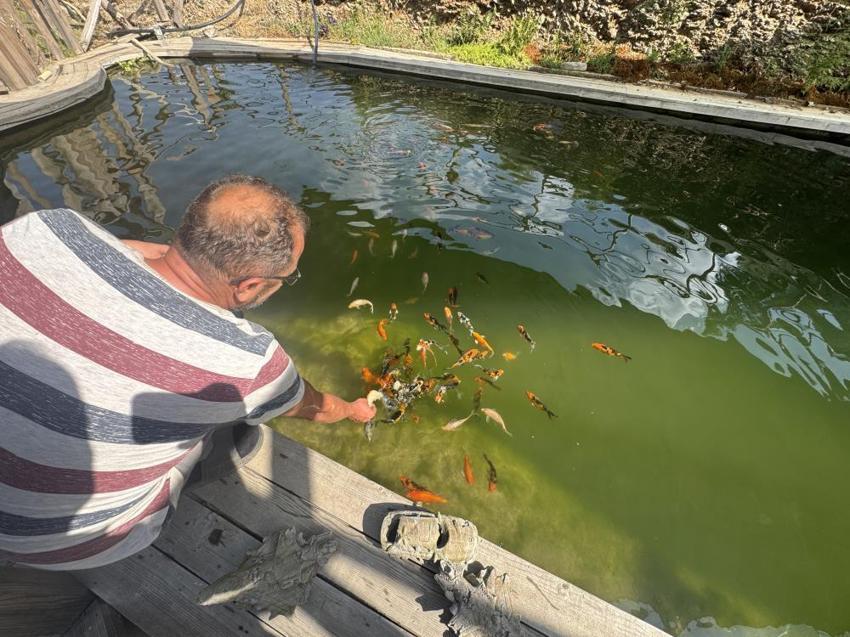 Çocukluk hayalini gerçekleştirdi, yüzme havuzunu evde beslediği balıklarla doldurdu: 2ayda tam 20 cm uzadılar!