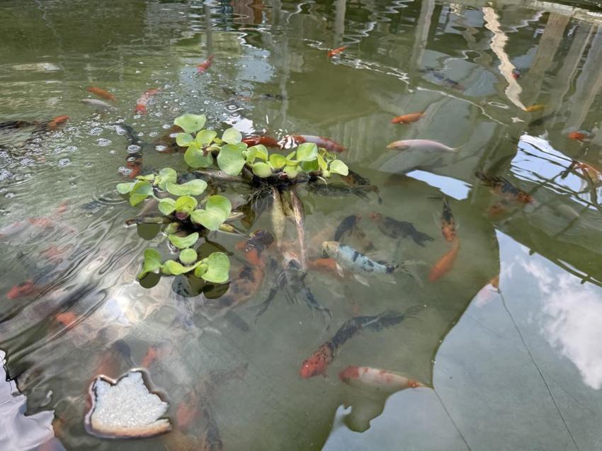 Çocukluk hayalini gerçekleştirdi, yüzme havuzunu evde beslediği balıklarla doldurdu: 2ayda tam 20 cm uzadılar!