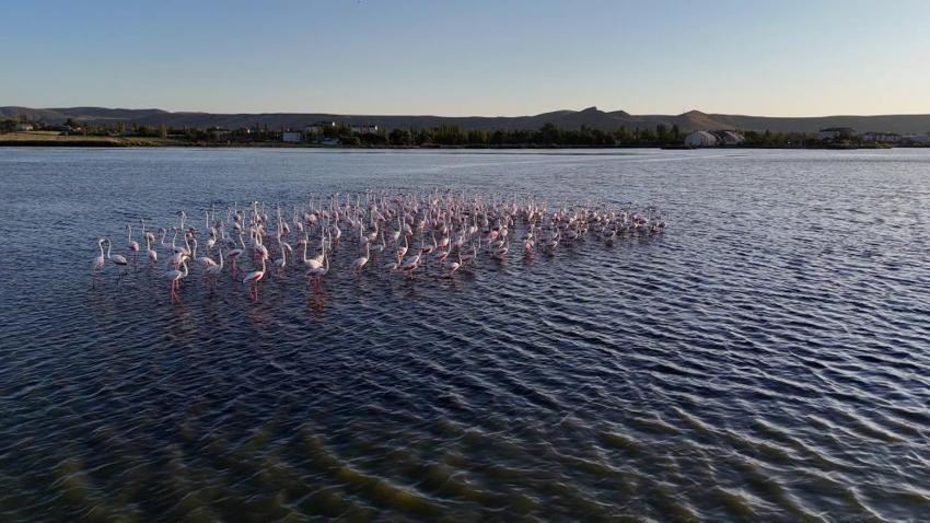 Sivas'ta göçmen kuşların cennetine son müdahale! İzin verilmeyecek, acil eylem planı devreye girdi