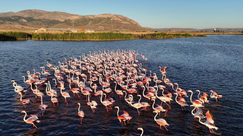 Sivas'ta göçmen kuşların cennetine son müdahale! İzin verilmeyecek, acil eylem planı devreye girdi