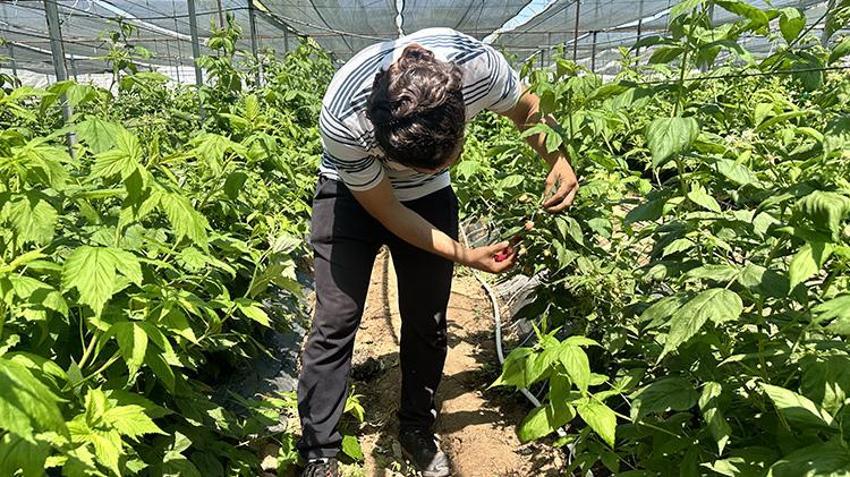 Isparta bu üründen kazanıyor! Üretim alanı genişledi kâr marjı yükseldi