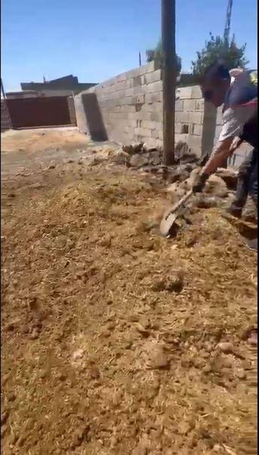 Mardin'de amcalarının altın dolu çelik kasasını çalan kardeşler hayvan gübresinin altına sakladı!