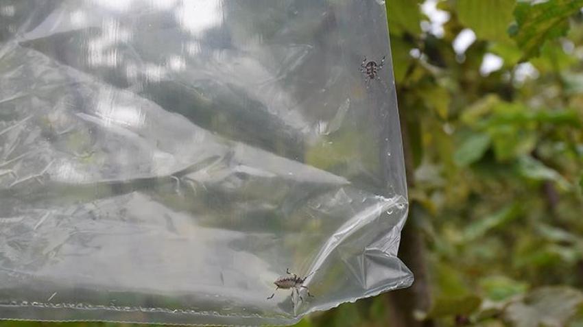 Çin'den gelip Trabzon'u esir aldı! Kabus patladı: 1 milyon tanesi doğaya salındı, yine işe yaramadı