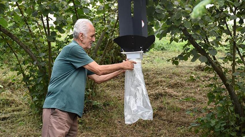 Çin'den gelip Trabzon'u esir aldı! Kabus patladı: 1 milyon tanesi doğaya salındı, yine işe yaramadı