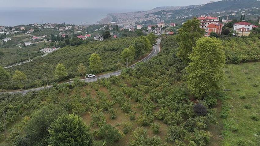 Çin'den gelip Trabzon'u esir aldı! Kabus patladı: 1 milyon tanesi doğaya salındı, yine işe yaramadı