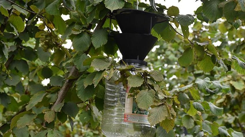 Çin'den gelip Trabzon'u esir aldı! Kabus patladı: 1 milyon tanesi doğaya salındı, yine işe yaramadı