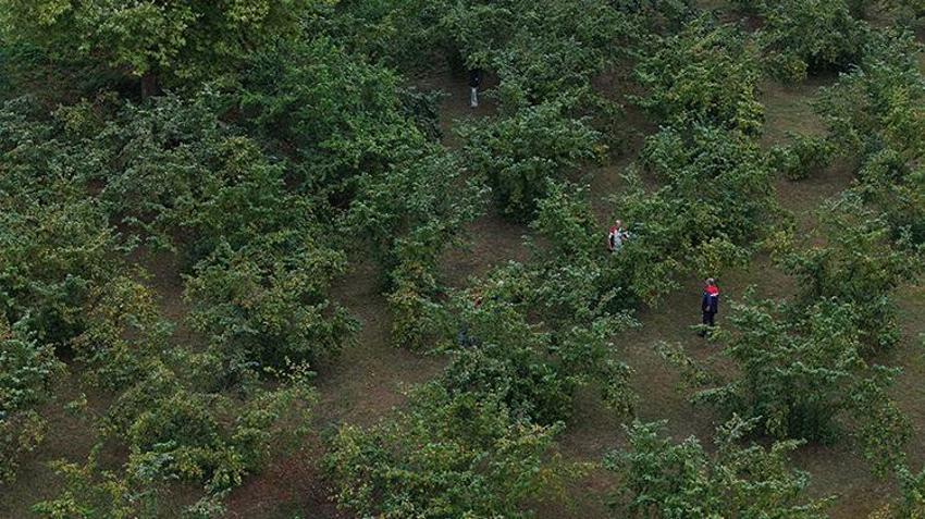 Çin'den gelip Trabzon'u esir aldı! Kabus patladı: 1 milyon tanesi doğaya salındı, yine işe yaramadı
