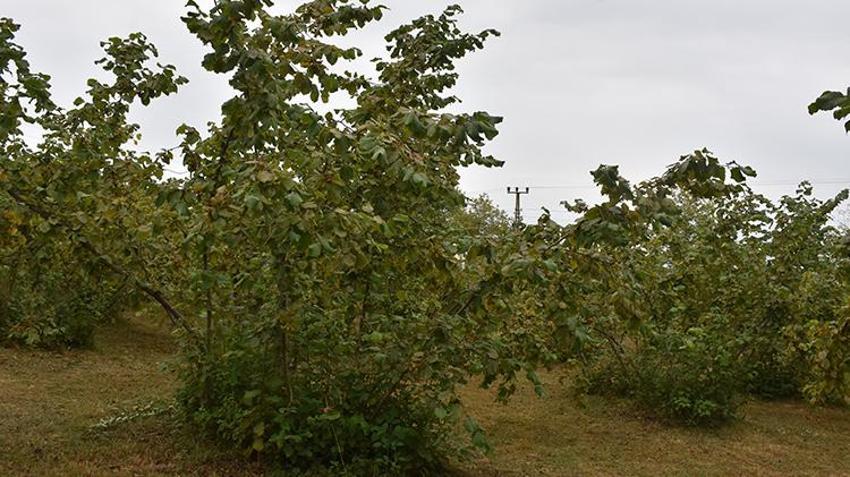 Çin'den gelip Trabzon'u esir aldı! Kabus patladı: 1 milyon tanesi doğaya salındı, yine işe yaramadı