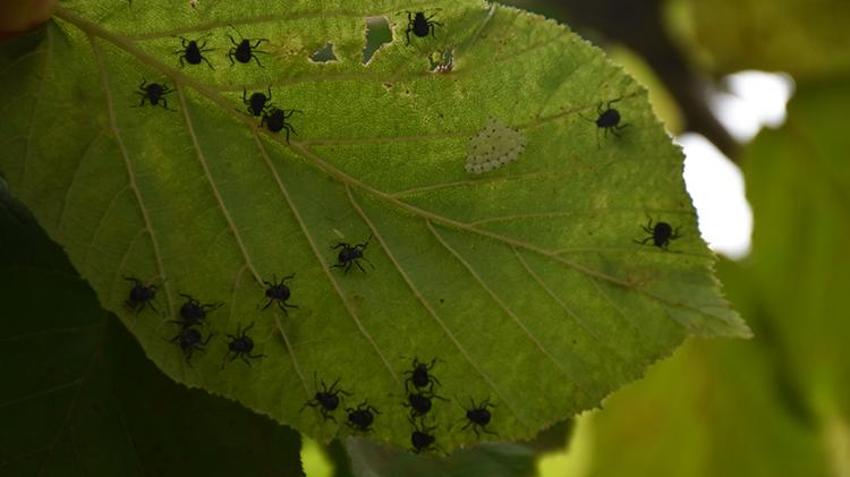 Çin'den gelip Trabzon'u esir aldı! Kabus patladı: 1 milyon tanesi doğaya salındı, yine işe yaramadı