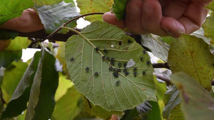 Çin'den gelip Trabzon'u esir aldı! Kabus patladı: 1 milyon tanesi doğaya salındı, yine işe yaramadı