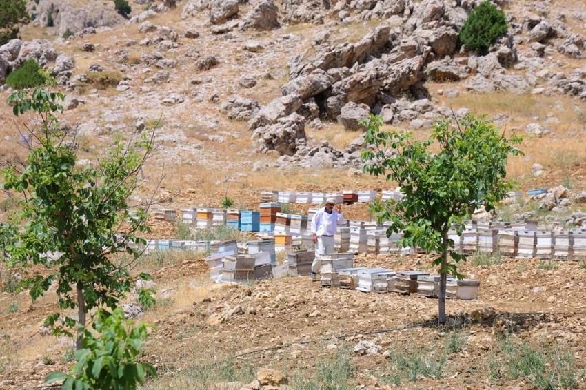 Kahramanmaraş'ta dedesinden kalma yöntemle üretti, sonuca kendisi bile şaşırdı: 'En birinci ürün bunda olur!'