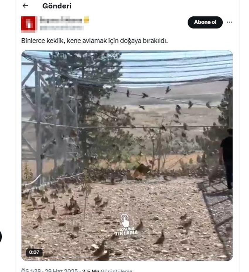 Veteriner hekimden dikkat çeken açıklama: Keklikler sanıldığı gibi kene yemez