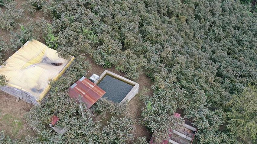 Giresunlu baba ve oğul kurdukları sistemle fındık verimini iki kat artırdı! Proje basit kârı yüksek