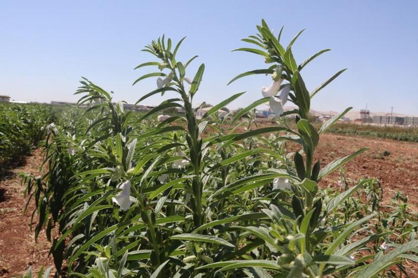 Şanlıurfa'da unutulmaya yüz tutan lezzet geri dönüyor: Az suyla yüksek verim vaat ediyor