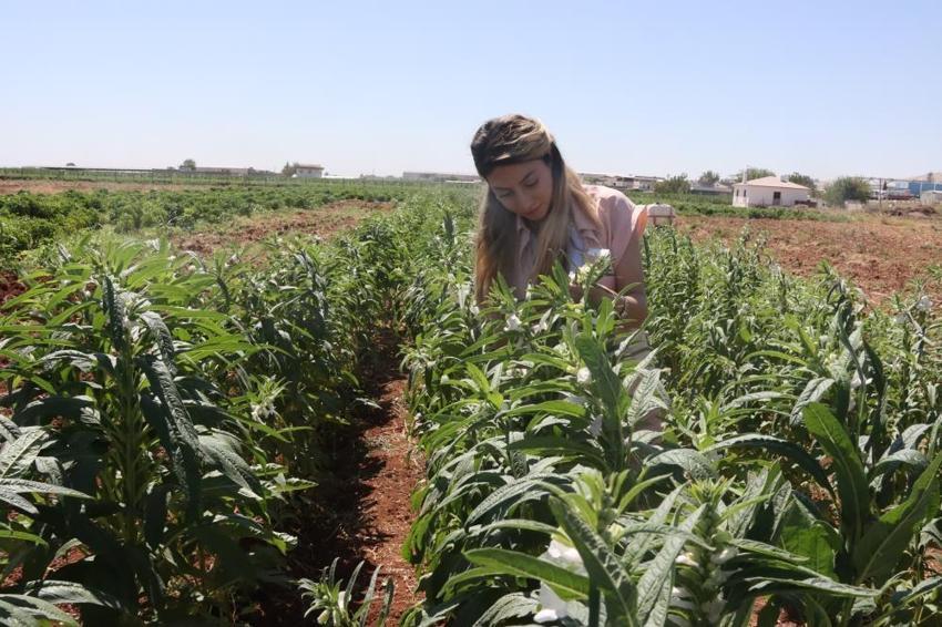 Şanlıurfa'da unutulmaya yüz tutan lezzet geri dönüyor: Az suyla yüksek verim vaat ediyor