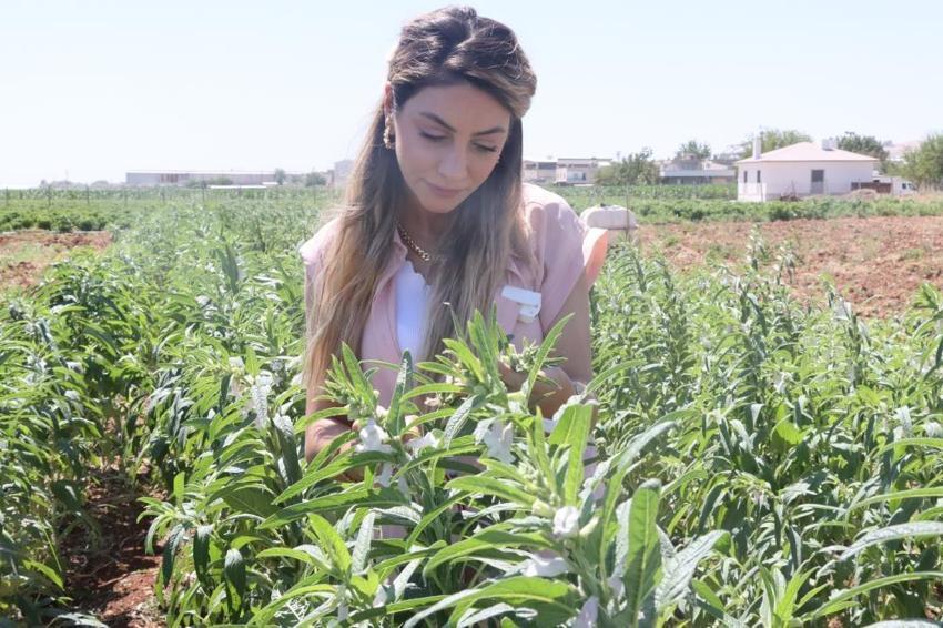 Şanlıurfa'da unutulmaya yüz tutan lezzet geri dönüyor: Az suyla yüksek verim vaat ediyor