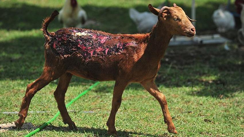Alevlerin arasından kurtarıldılar! 15 hayvana Emekli Hayvanlar Çiftliği'nde yeni yuva