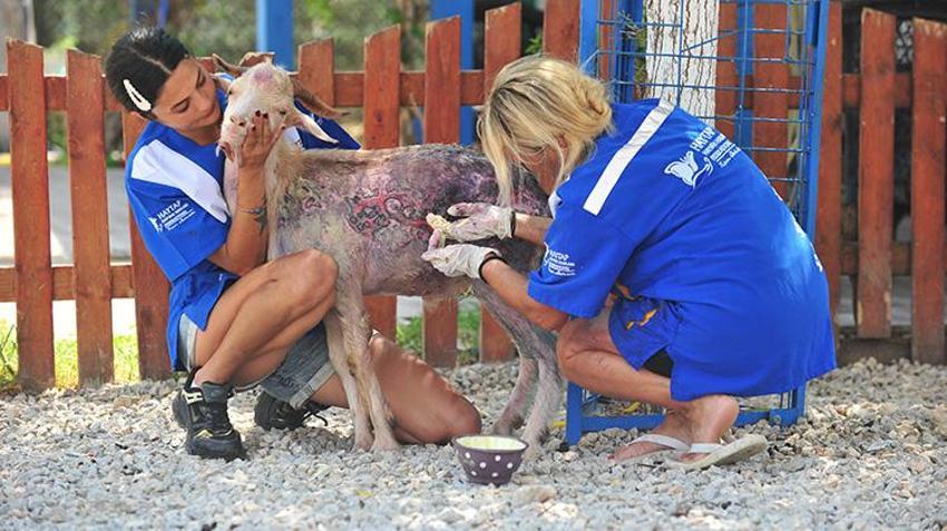 Alevlerin arasından kurtarıldılar! 15 hayvana Emekli Hayvanlar Çiftliği'nde yeni yuva