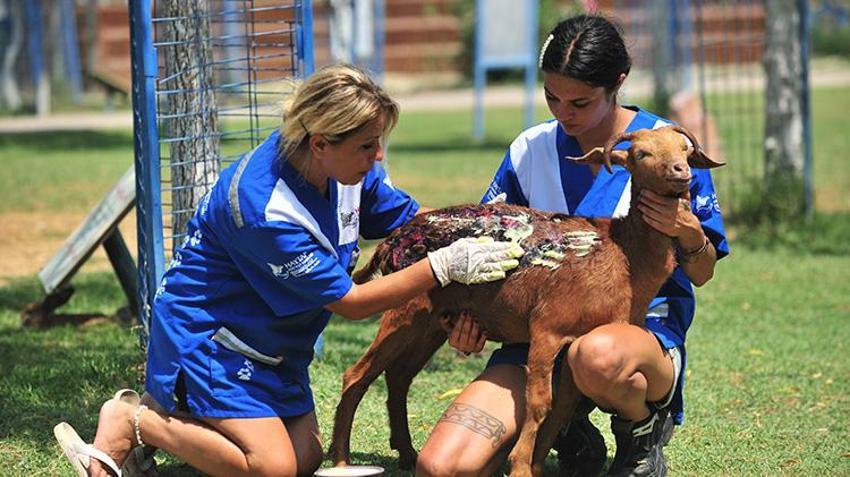 Alevlerin arasından kurtarıldılar! 15 hayvana Emekli Hayvanlar Çiftliği'nde yeni yuva
