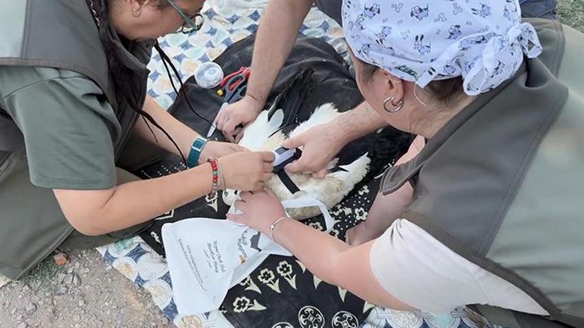 Yaren Leylek'in yavruları yuvadan ayrıldı: Harita ile paylaştılar