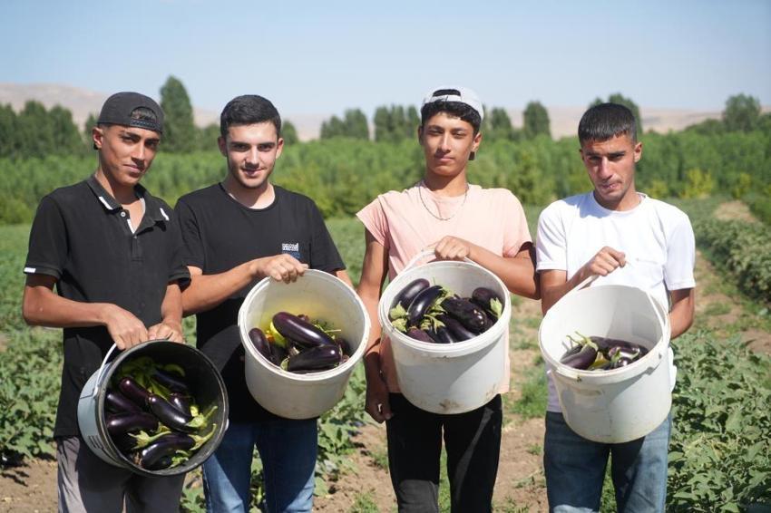 Muş'ta zorlu mesai 40 derecelik sıcağın altında devam ediyor! Yaşken para etmiyor, kurutulunca kârı katlanıyor