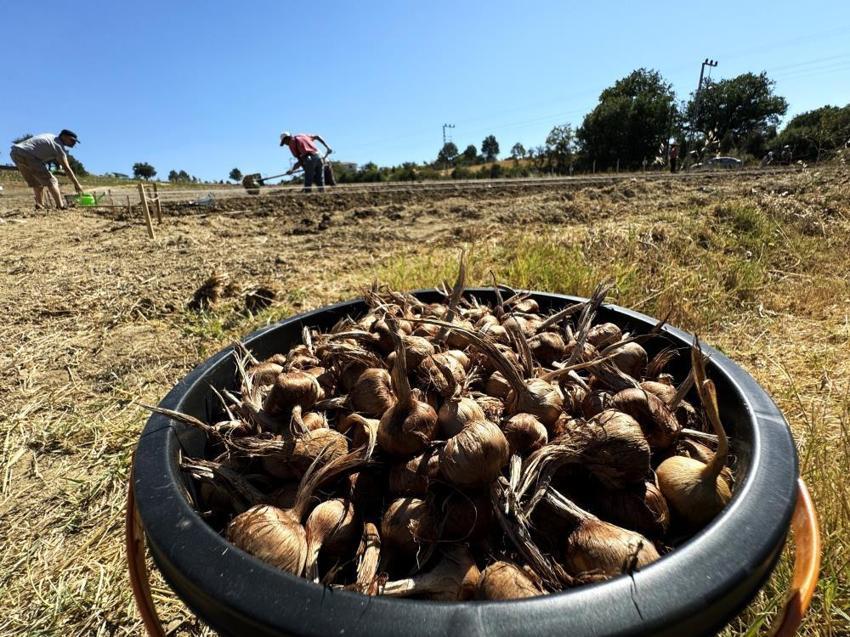 Kilogramı yarım milyon TL! Dünyanın en nadide baharatı yeniden ekildi! Tarihi hasat başladı
