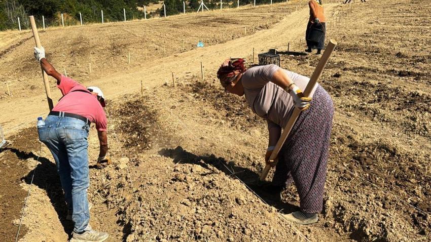 Kilogramı yarım milyon TL! Dünyanın en nadide baharatı yeniden ekildi! Tarihi hasat başladı