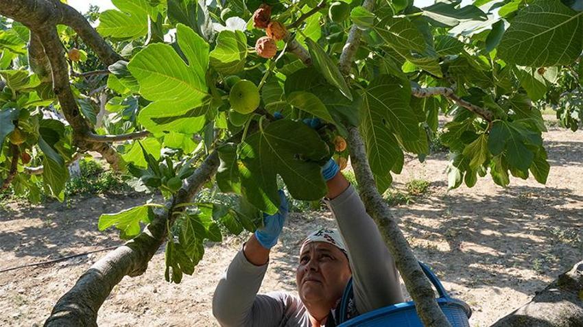 Dünyada ve Türkiye'de sadece Torbalı'da var: Rekolte 100, ihtiyaç 1000 ton! Kapış kapış gidiyor