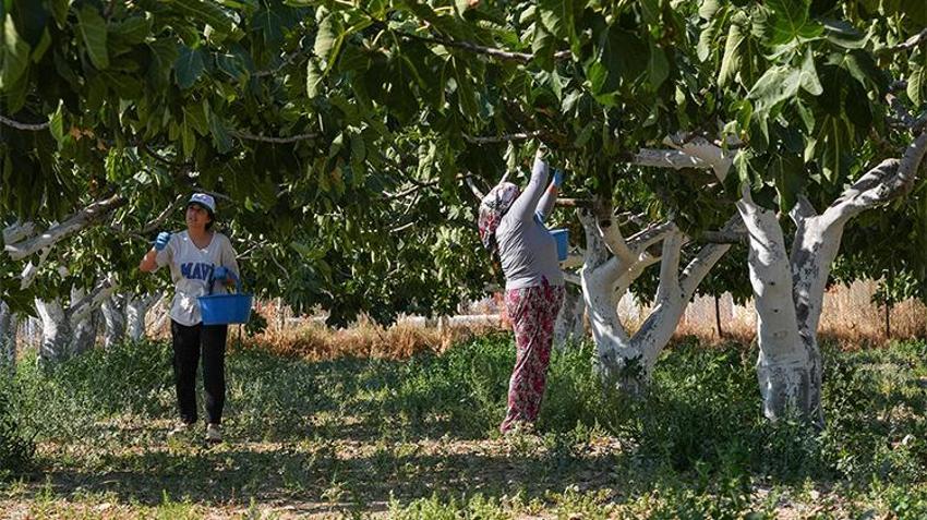 Dünyada ve Türkiye'de sadece Torbalı'da var: Rekolte 100, ihtiyaç 1000 ton! Kapış kapış gidiyor
