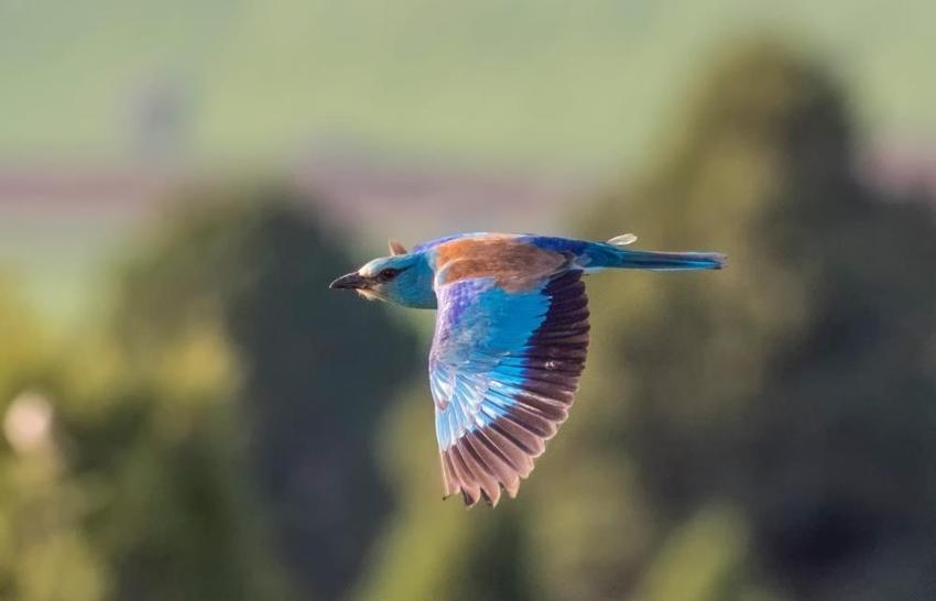 Mali müşavirin fotoğraf tutkusu Konya'nın diline düştü!