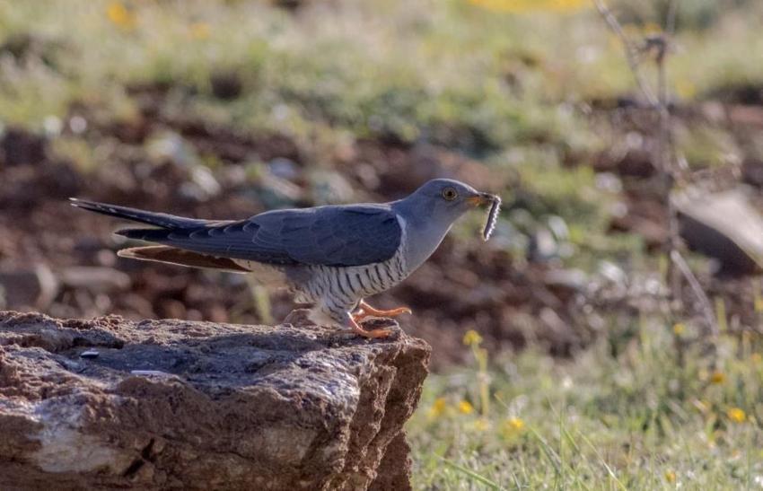 Mali müşavirin fotoğraf tutkusu Konya'nın diline düştü!