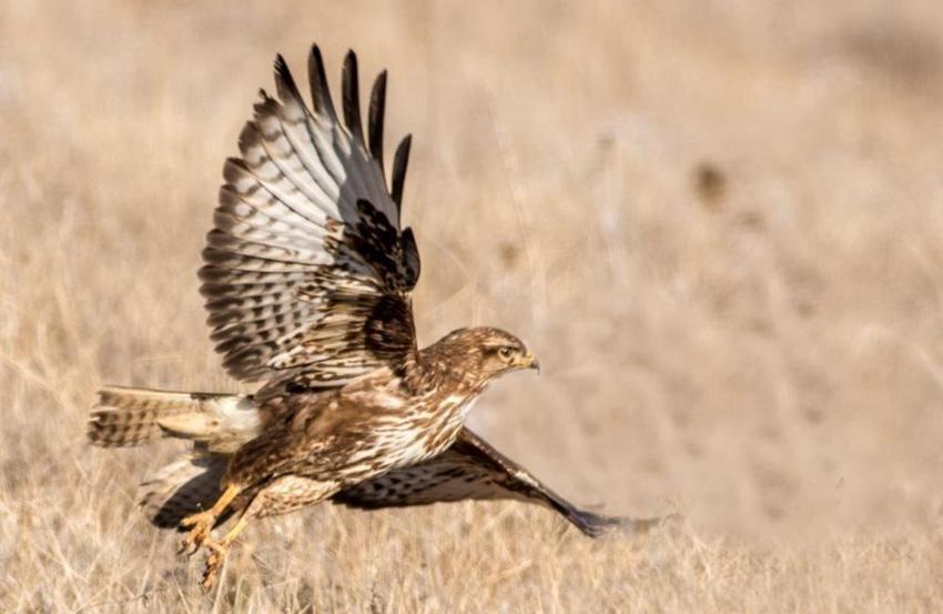 Mali müşavirin fotoğraf tutkusu Konya'nın diline düştü!