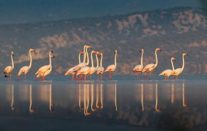 Mali müşavirin fotoğraf tutkusu Konya'nın diline düştü!