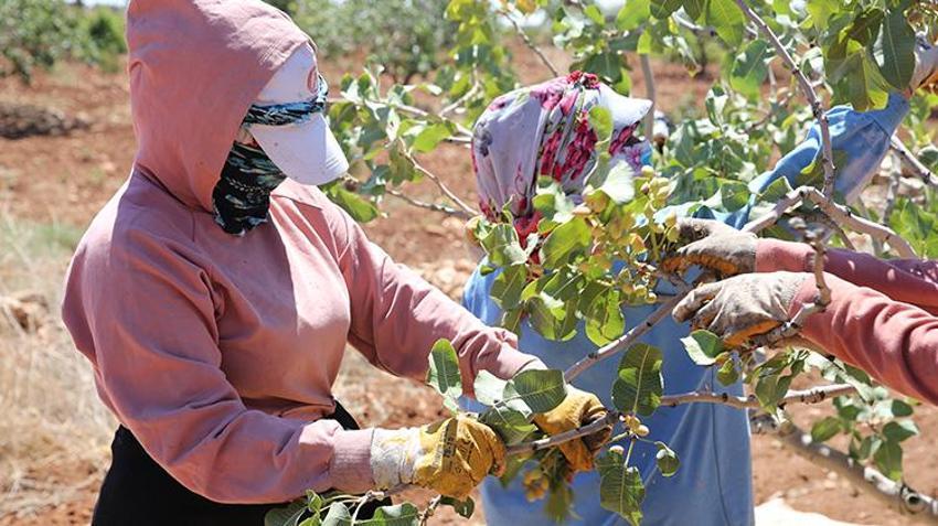 Şanlıurfa'da hasat devam ederken fıstık fiyatları da belli oldu! 'Bu sene fiyatlar çok güzel'